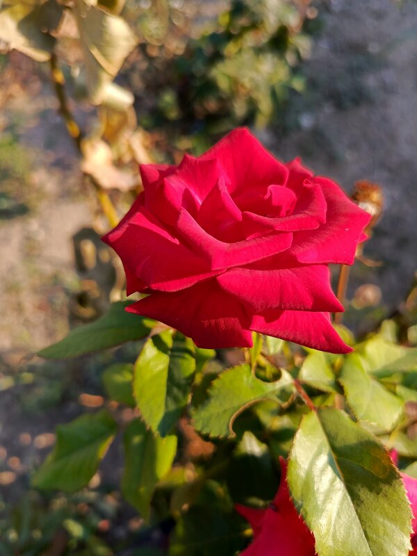 розочка - Татьяна Пальчикова розочка - Татьяна Пальчикова