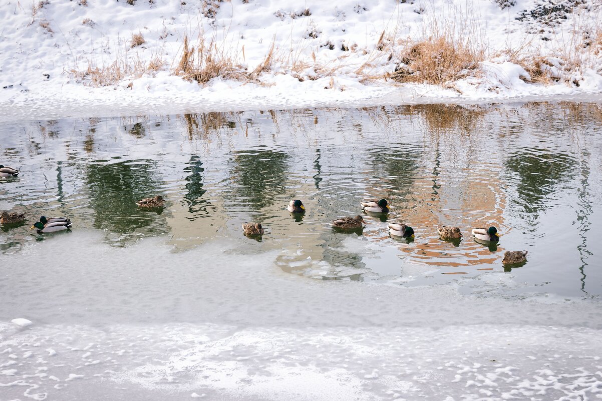 Ростовские зарисовки - Александр Гапоненко Ростовские зарисовки - Александр Гапоненко