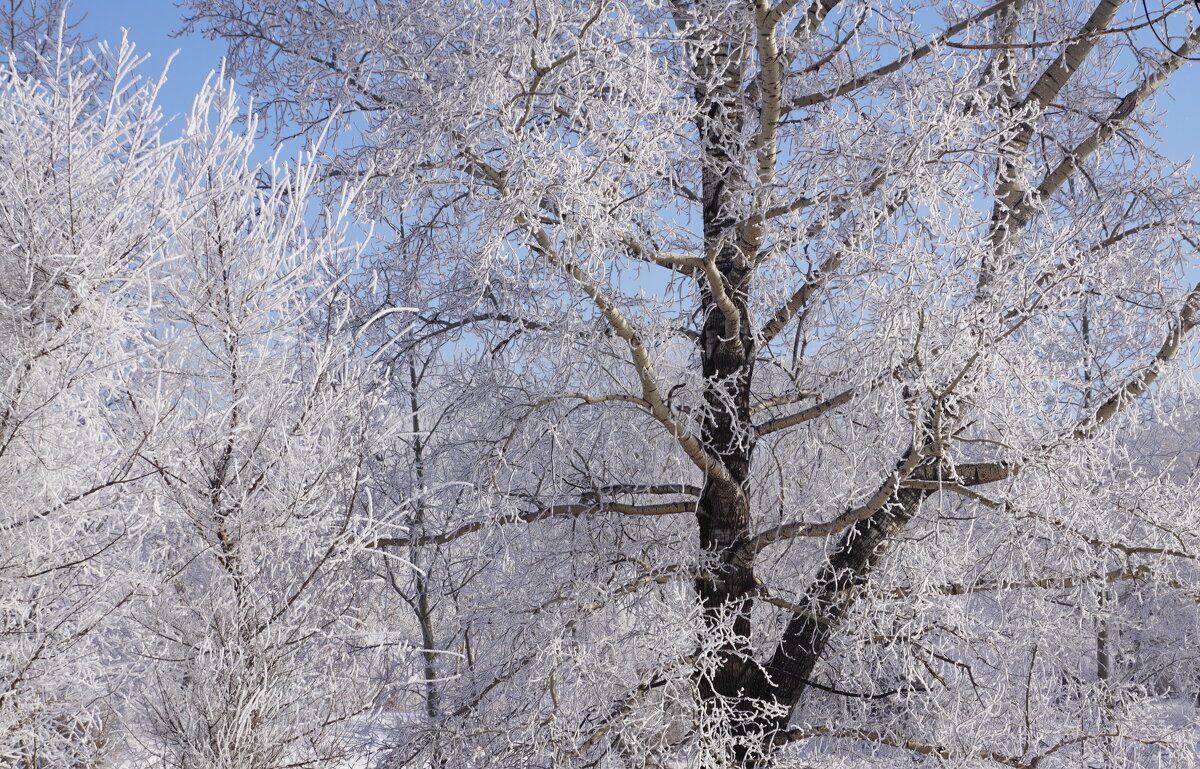 Старый тополь - Наталия Григорьева