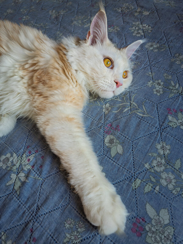 Эльза. - Борис Калитенко