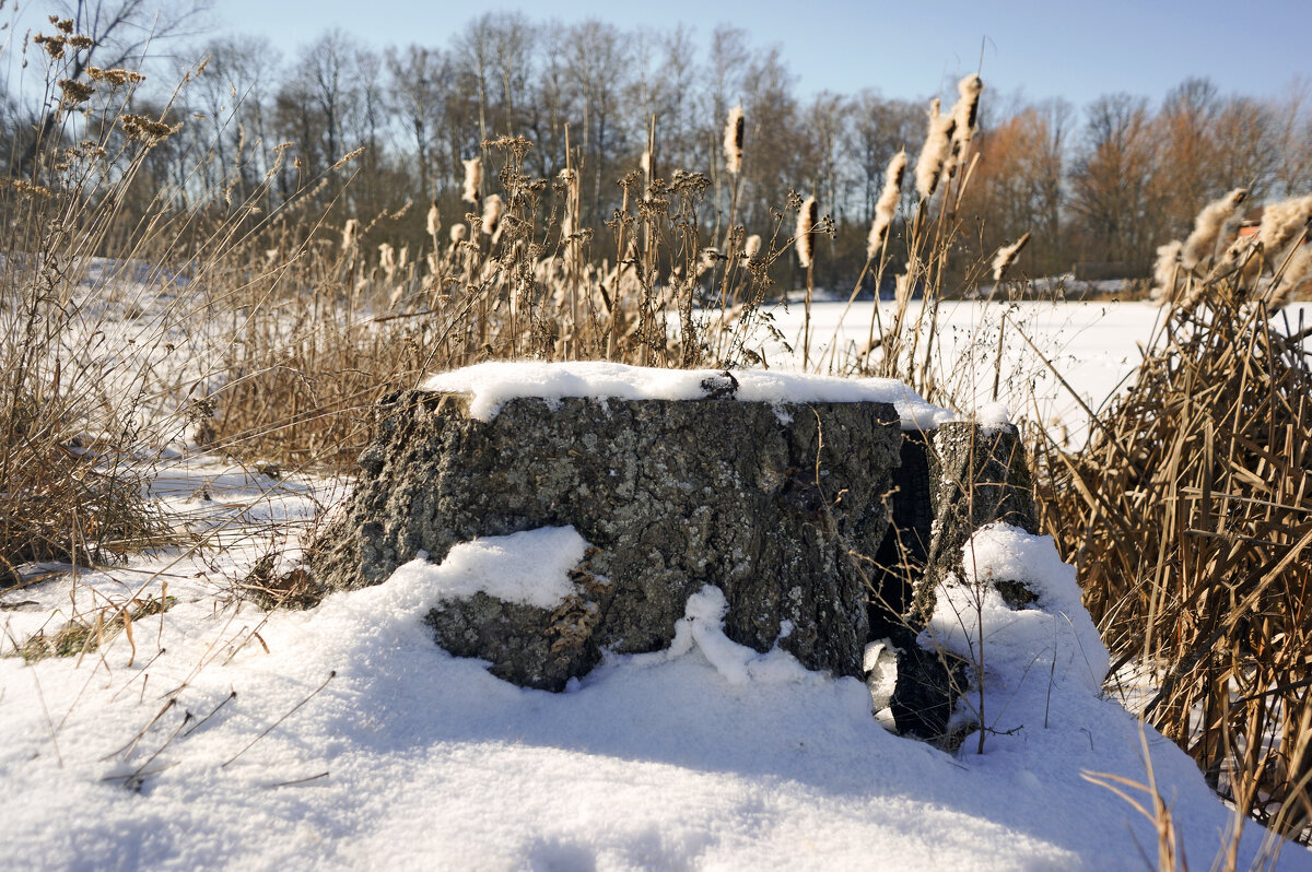 Природный табурет - sorovey Sol Природный табурет - sorovey Sol