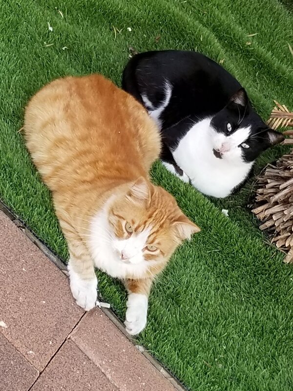 Какие разные кошки! - Светлана Хращевская