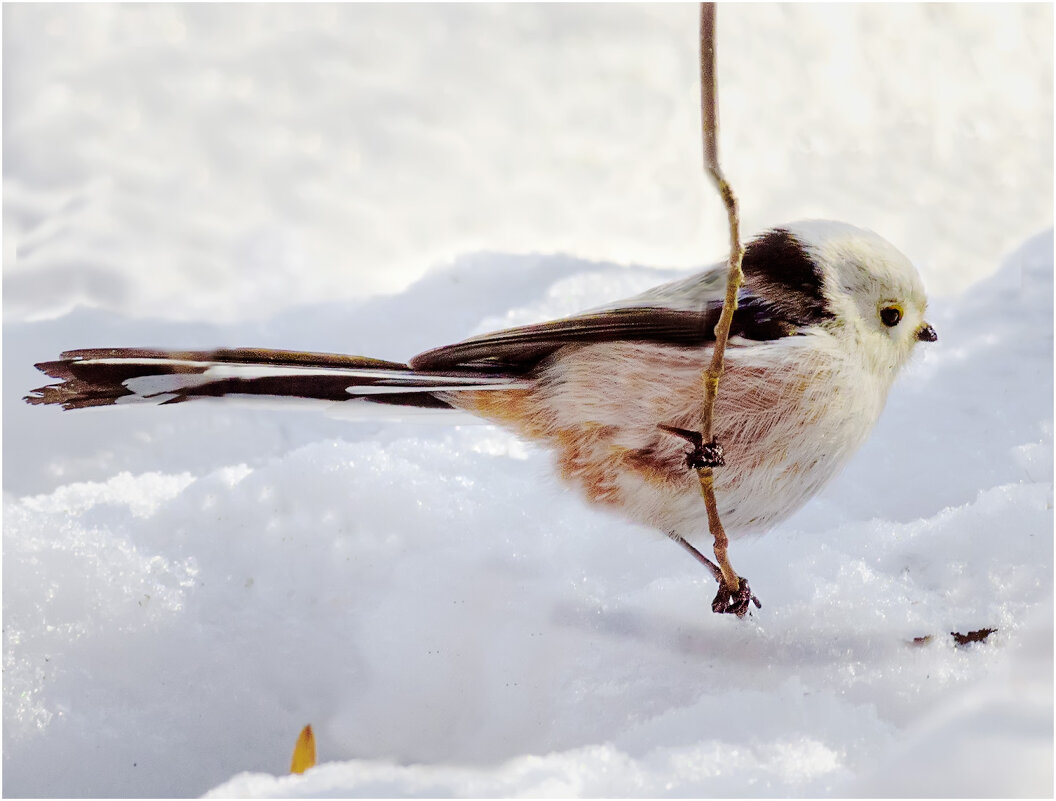 Длиннохвостая синица (ополовник ) - Валентин Котляров Длиннохвостая синица (ополовник ) - Валентин Котляров