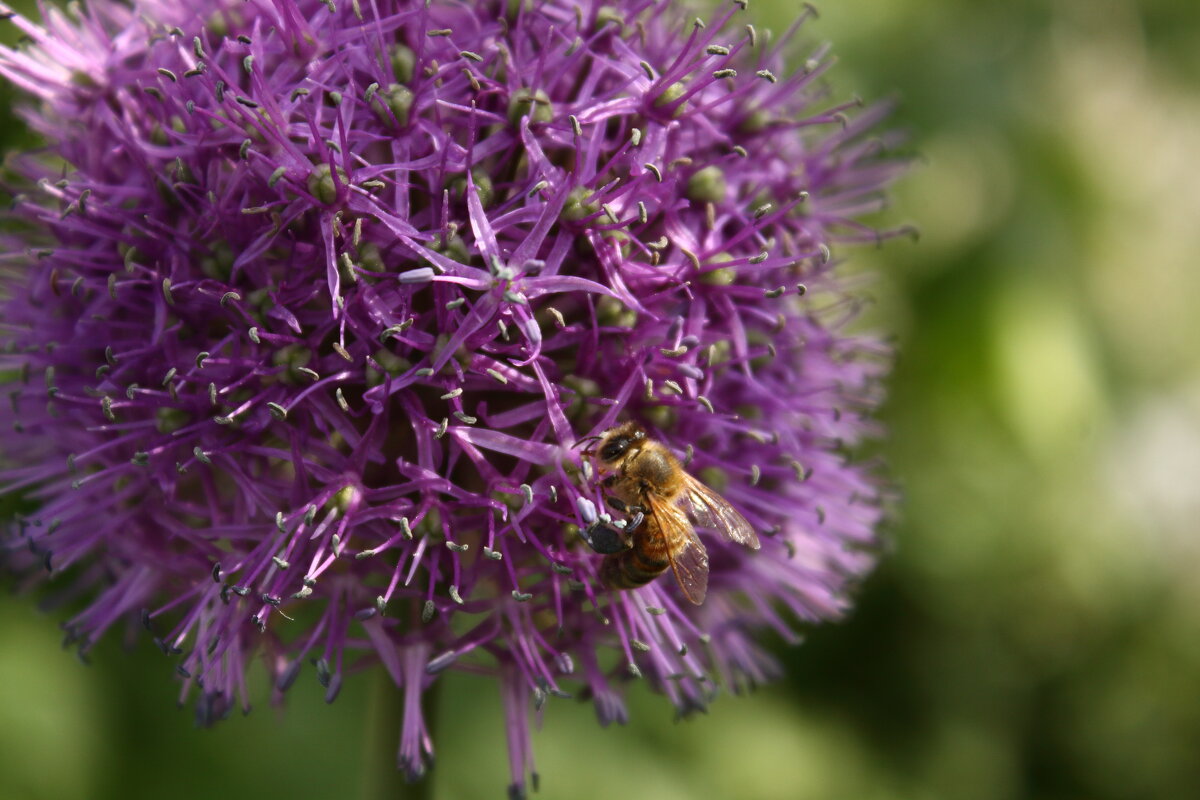 пчела на цветущем луке - Александр Кольцов пчела на цветущем луке - Александр Кольцов