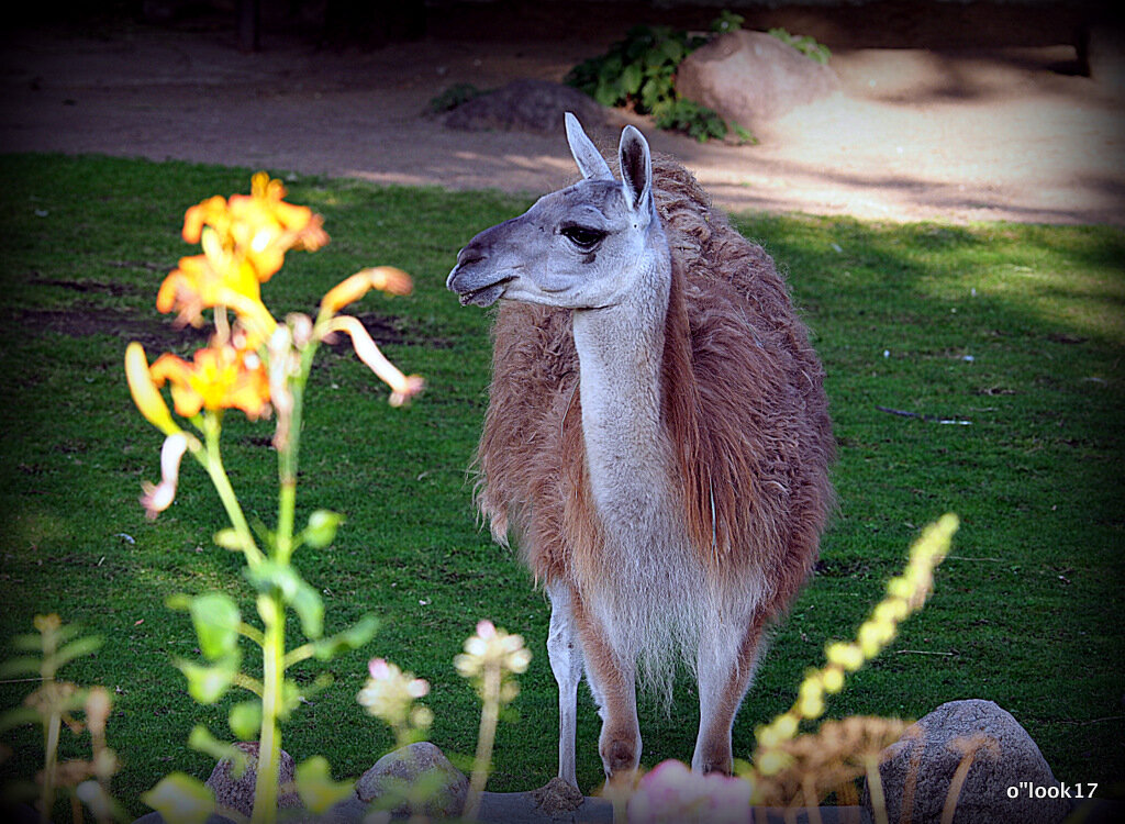 редкие животные в городе - Олег Лукьянов редкие животные в городе - Олег Лукьянов