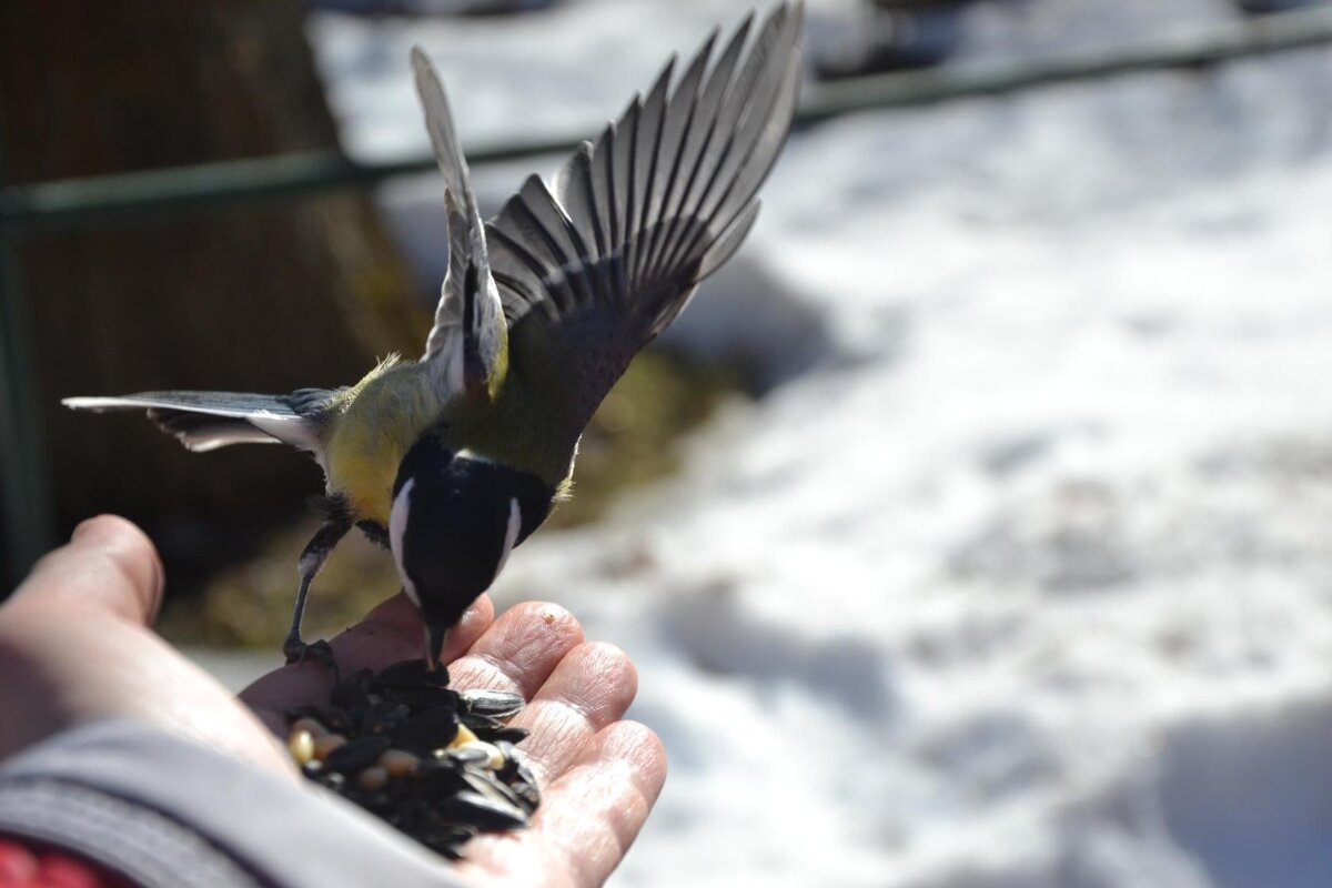 Синичке "свезло".... - Надежда 