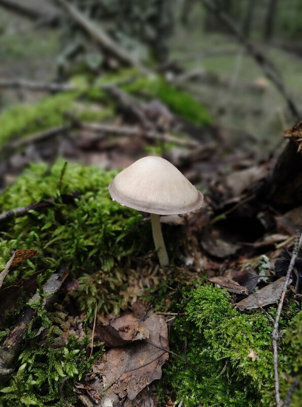 Псатирелла - Валерий Судачок Псатирелла - Валерий Судачок