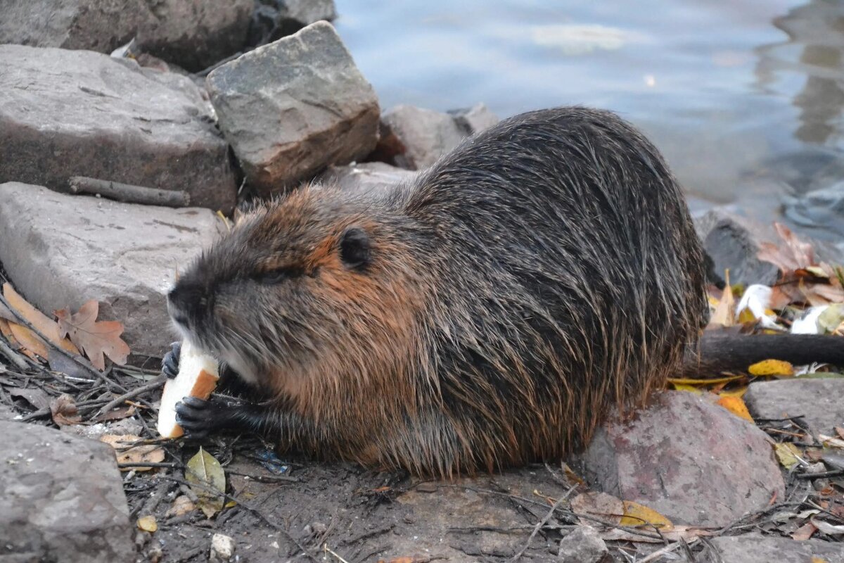 За ужином. - Надежда 