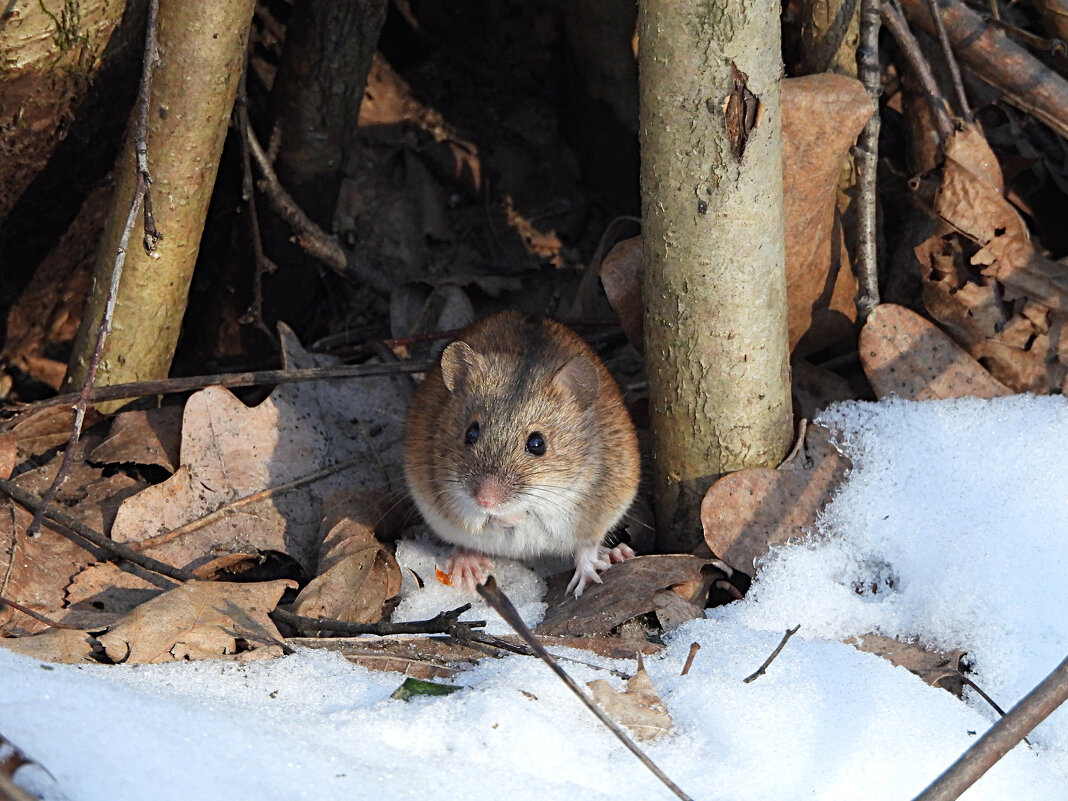 Полевая мышь - Лина Полевая мышь - Лина