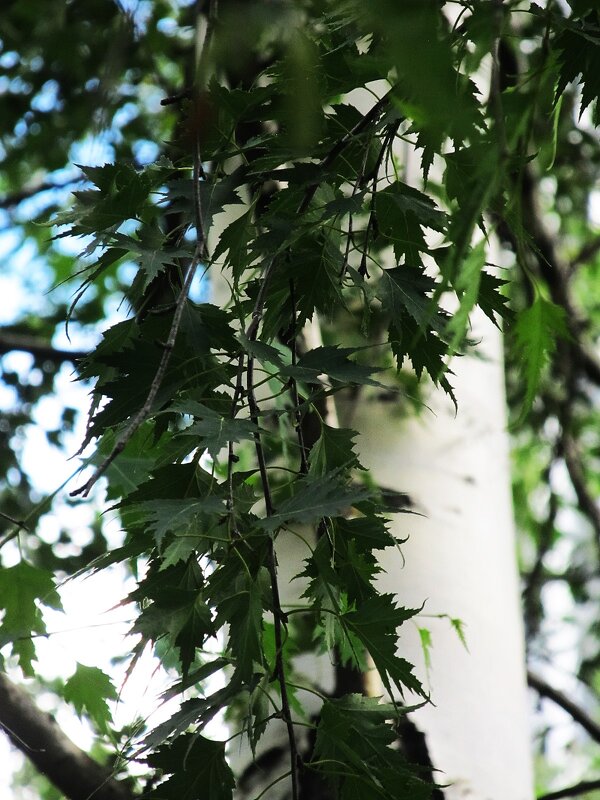 берёза - Елена Шаламова