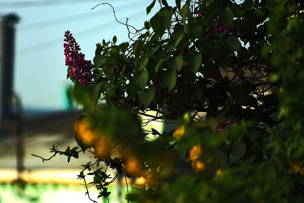 Сирень цветёт! Весна! - Юрий Гайворонскiий
