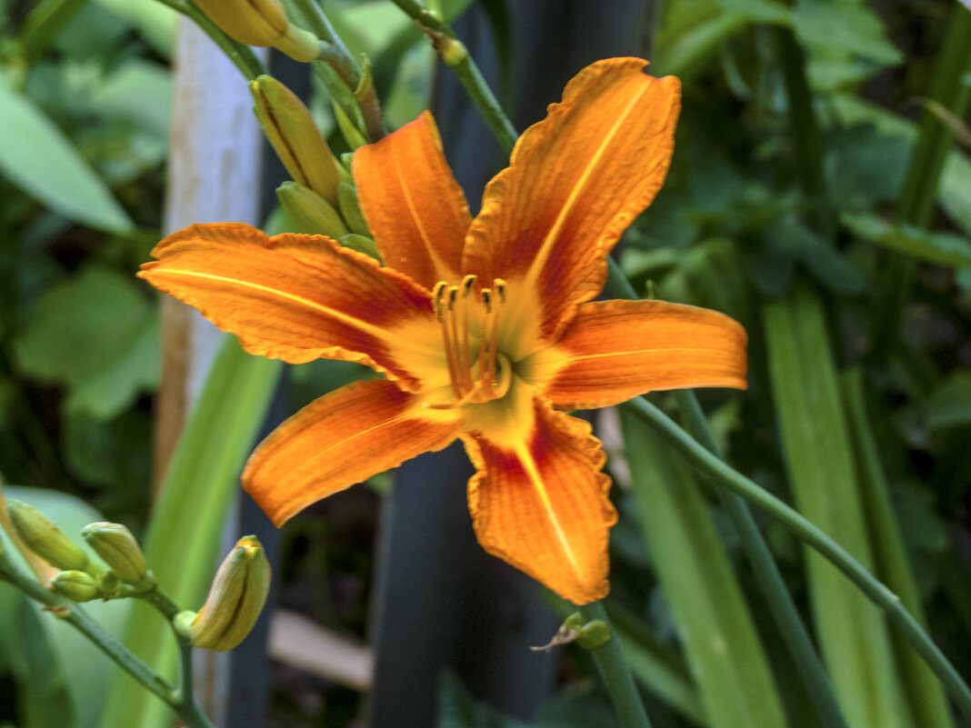 Лилейник - Валентин Семчишин