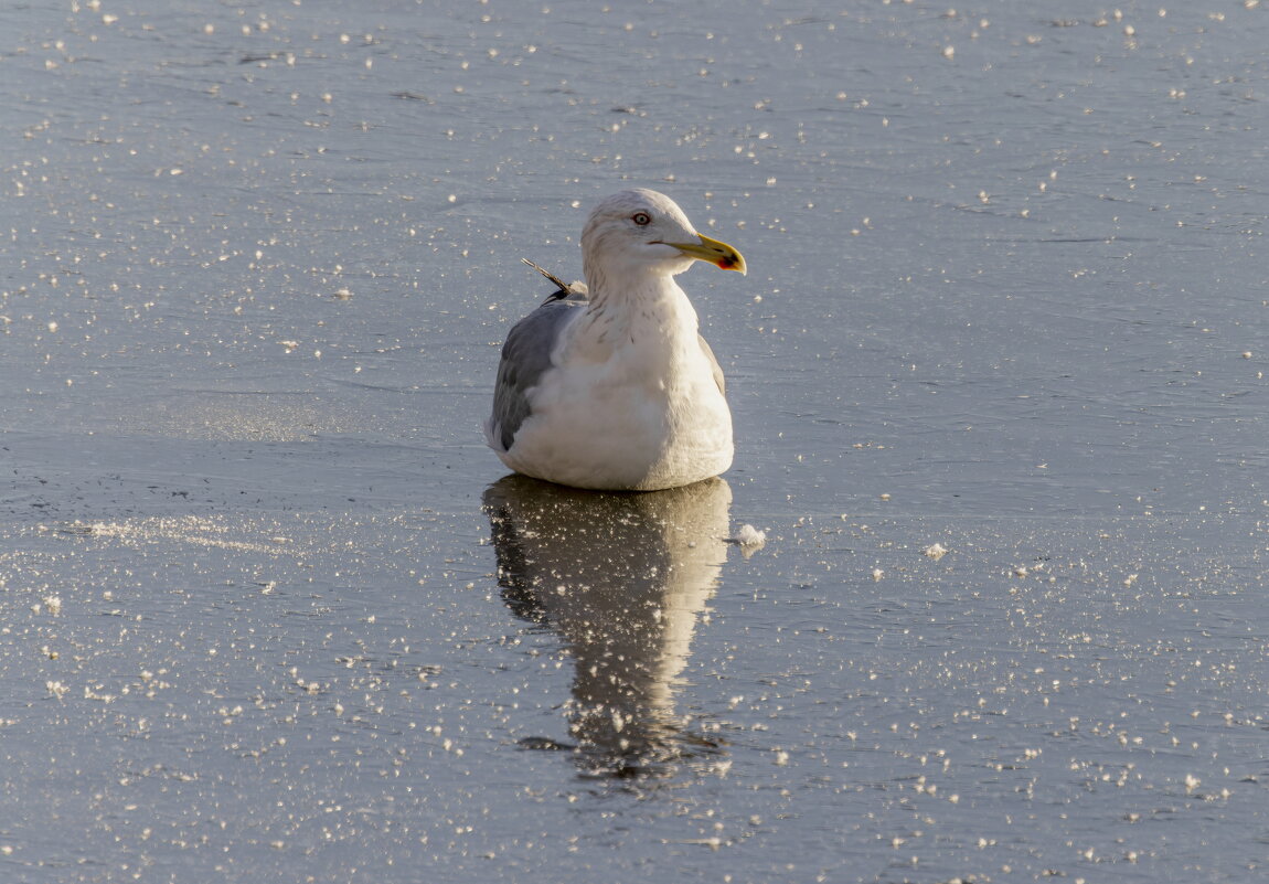 чайка на льду - юрий макаров чайка на льду - юрий макаров