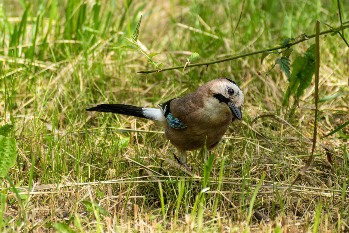 Сойка - Игорь Сикорский Сойка - Игорь Сикорский
