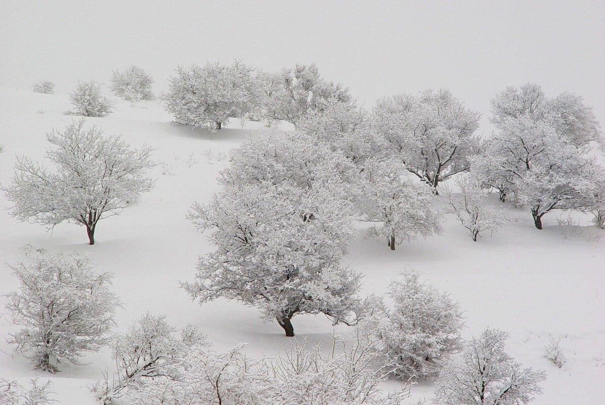 ЗИМНЯЯ ПРОГУЛКА. - Виктор Осипчук ЗИМНЯЯ ПРОГУЛКА. - Виктор Осипчук