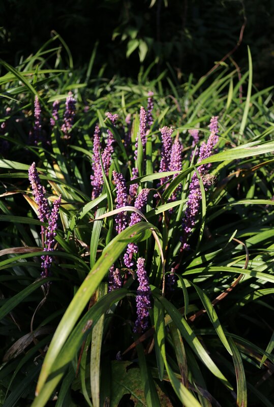 В Шотландском ботаническом саду - Ольга В Шотландском ботаническом саду - Ольга