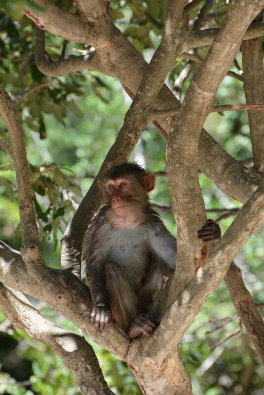 На острове обезьян... - Sergey (Apg)