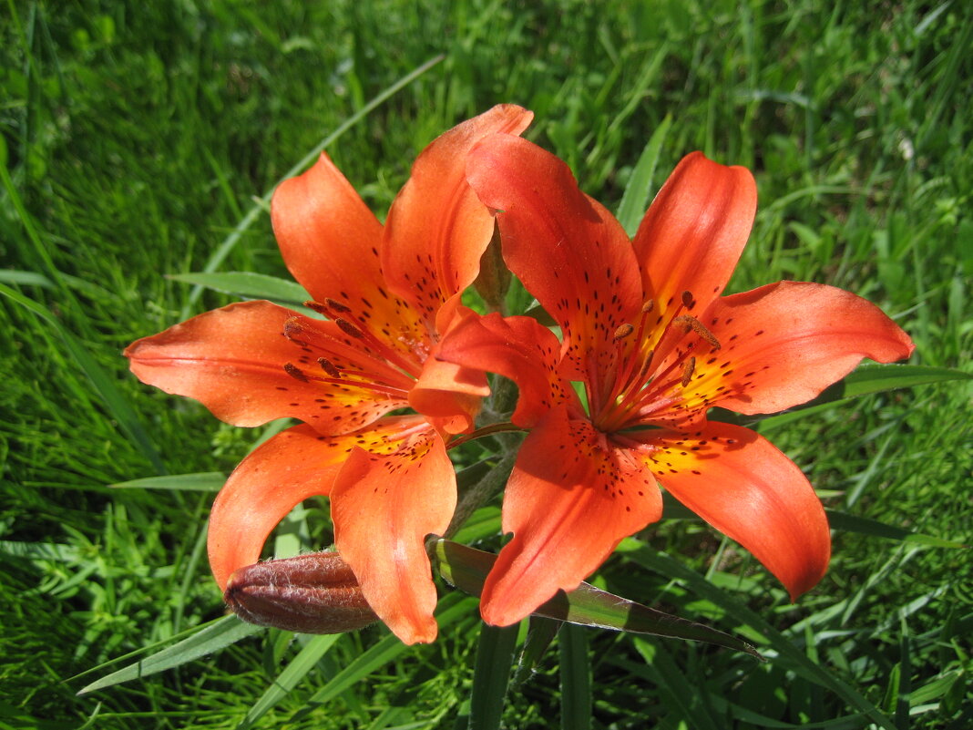 Сардаана - Anna Ivanova