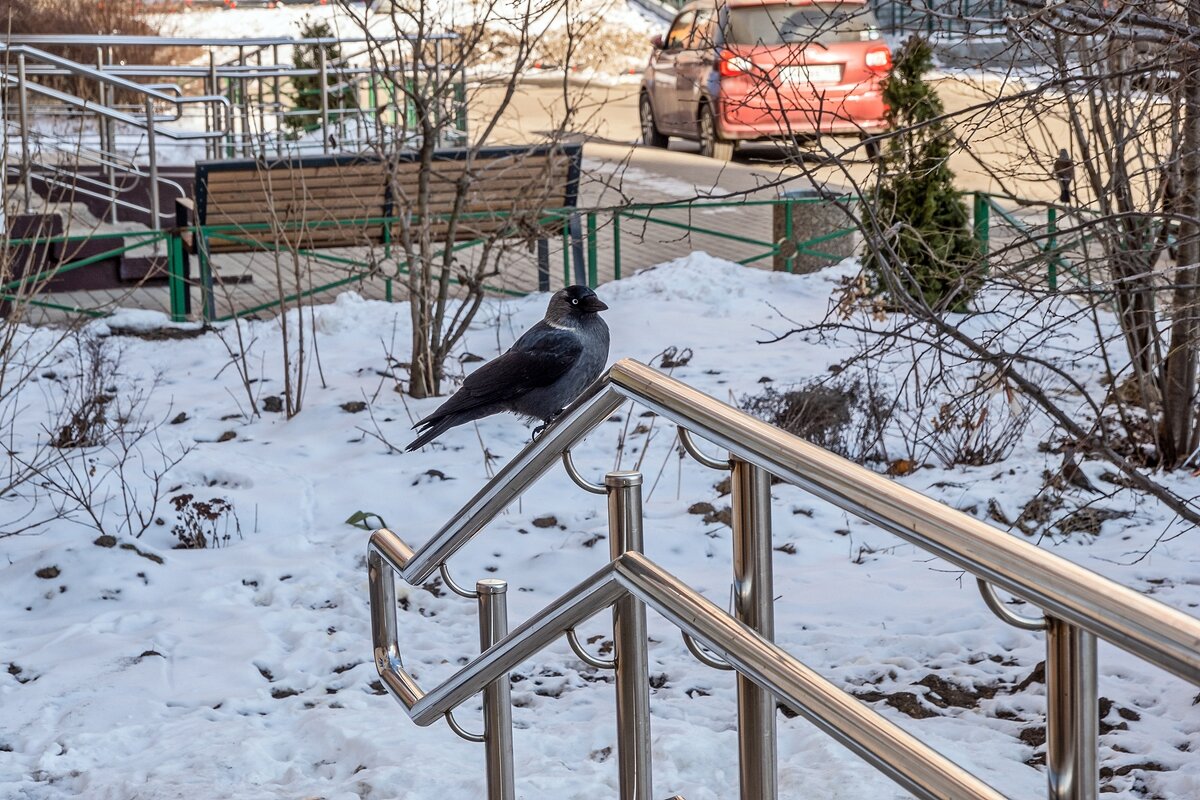 Понравились галке блестящие перила - Валерий Иванович Понравились галке блестящие перила - Валерий Иванович