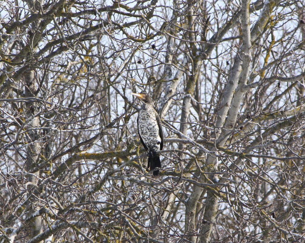 Баклан на дереве - Константин Штарк Баклан на дереве - Константин Штарк