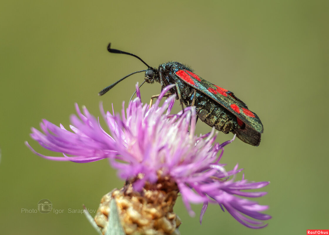 Пестрянка и луговой василёк - Игорь Сарапулов Пестрянка и луговой василёк - Игорь Сарапулов