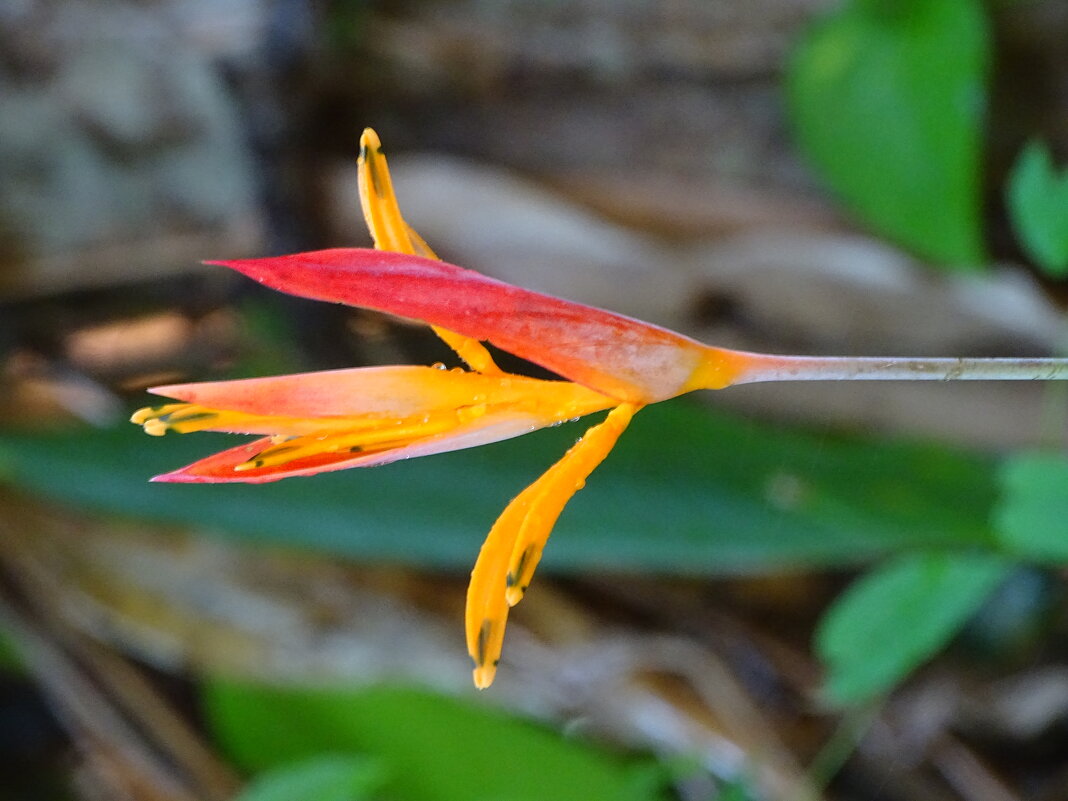 Геликония - Павел Трунцев