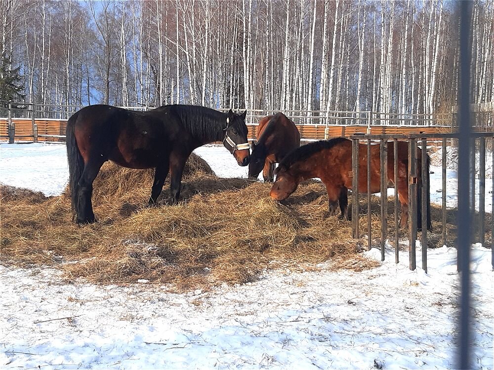 Конный манеж в местном зоопарке! - Нина Андронова