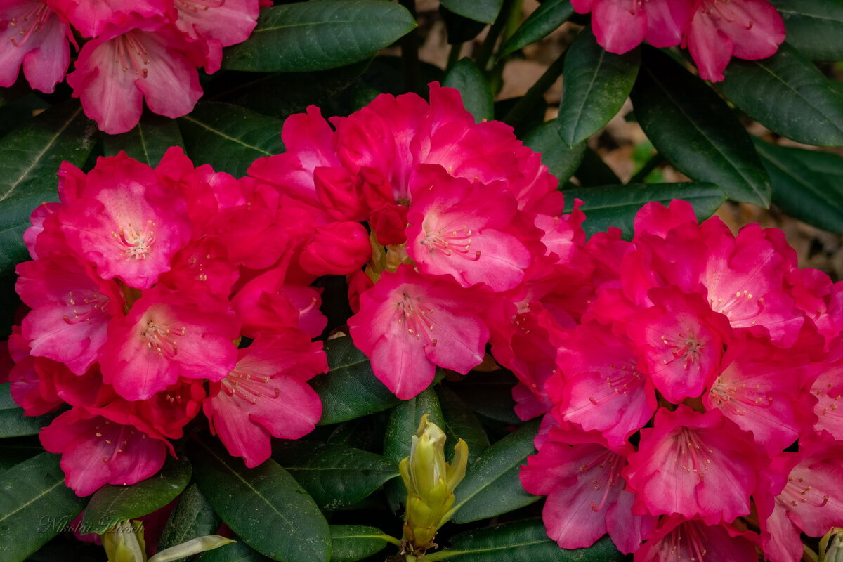 Про рододендрон... - Николай Гирш Про рододендрон... - Николай Гирш