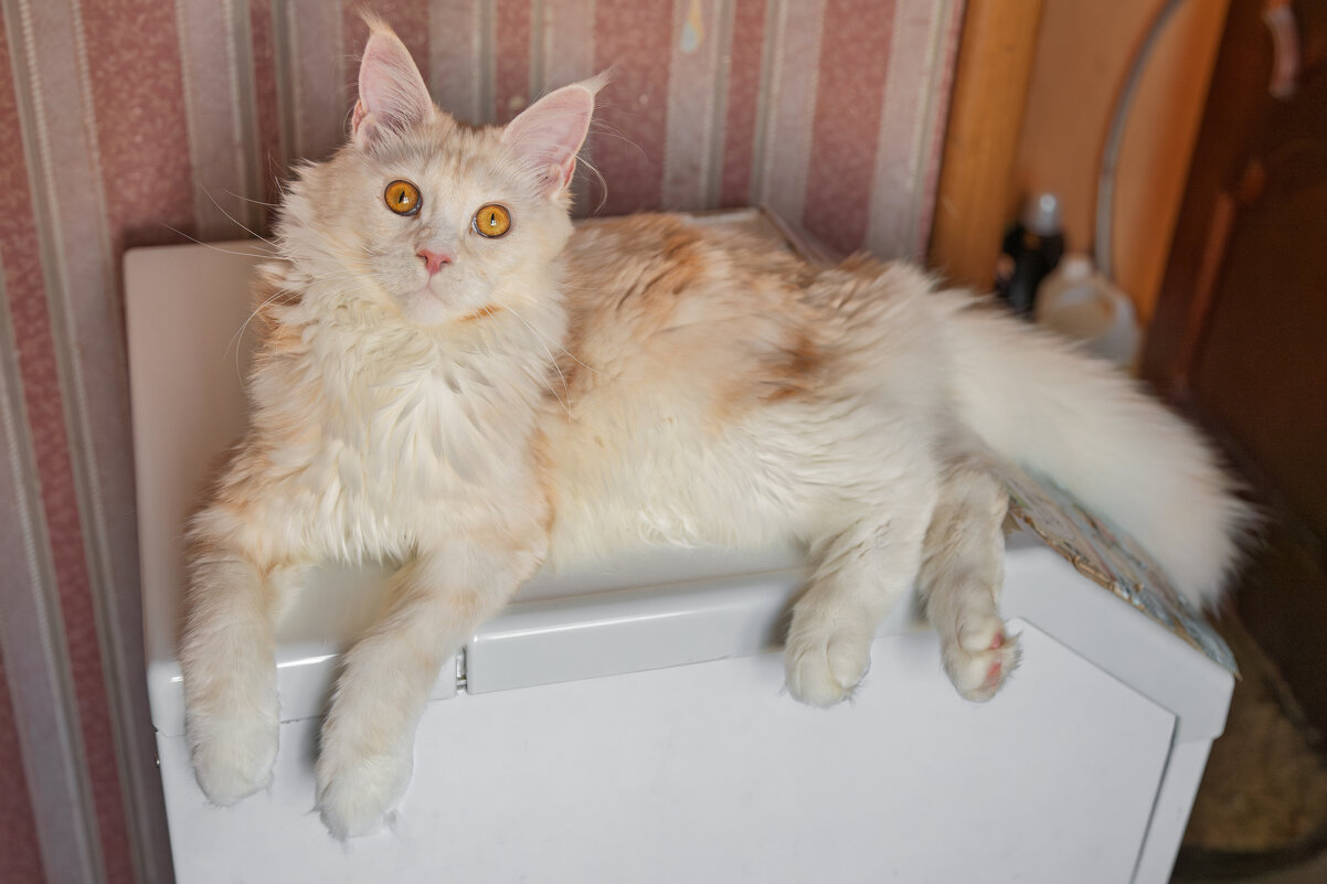 Эльза. - Борис Калитенко Эльза. - Борис Калитенко