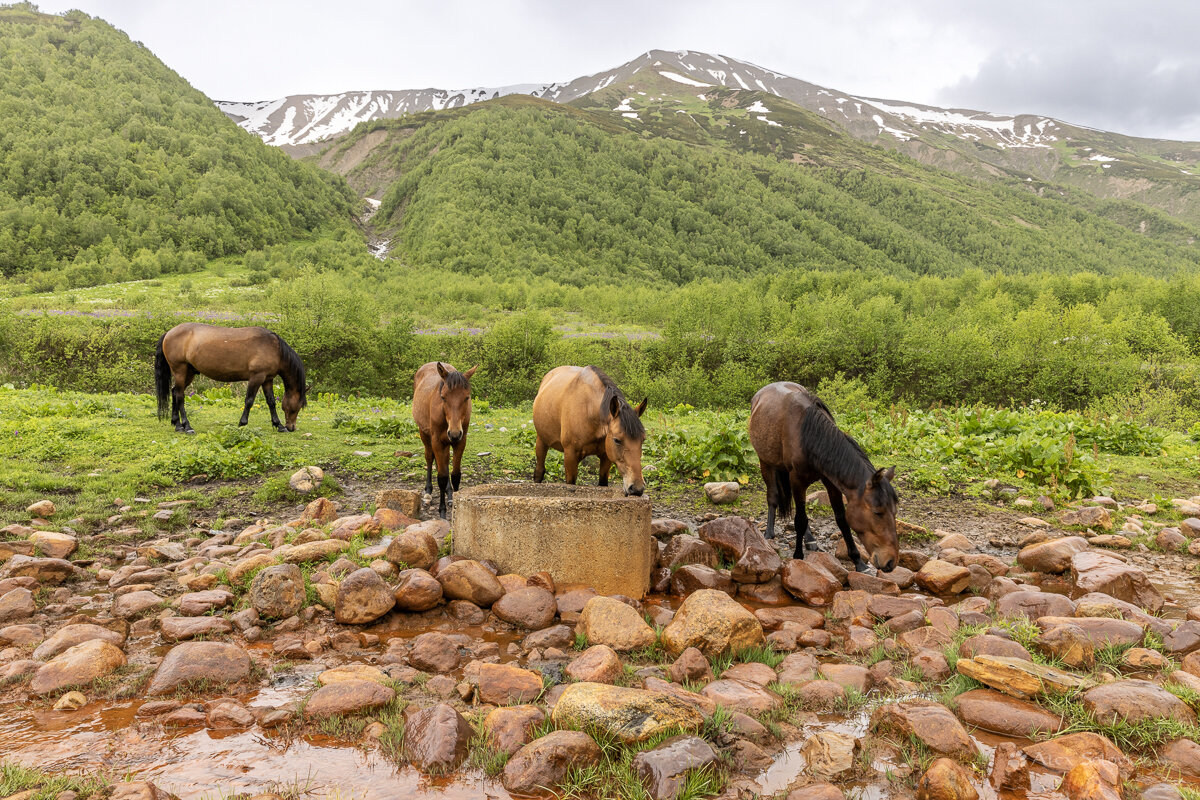 **** - Алексей Соловьев
