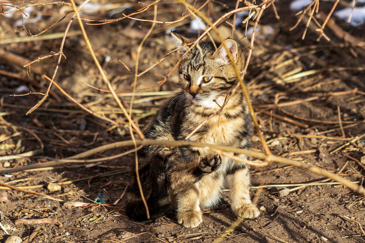 Котейка. - Анатолий. Chesnavik.