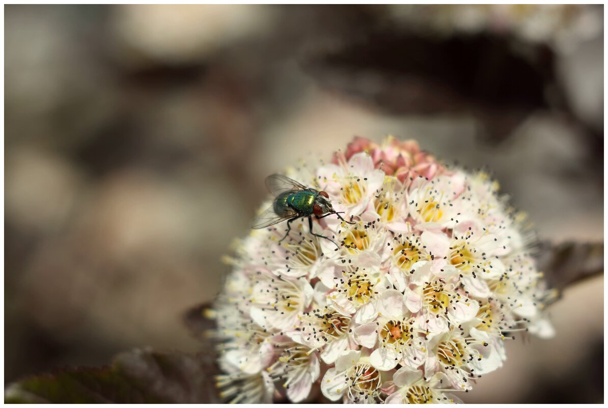 муха на пузыреплоднике - Александр Кольцов муха на пузыреплоднике - Александр Кольцов
