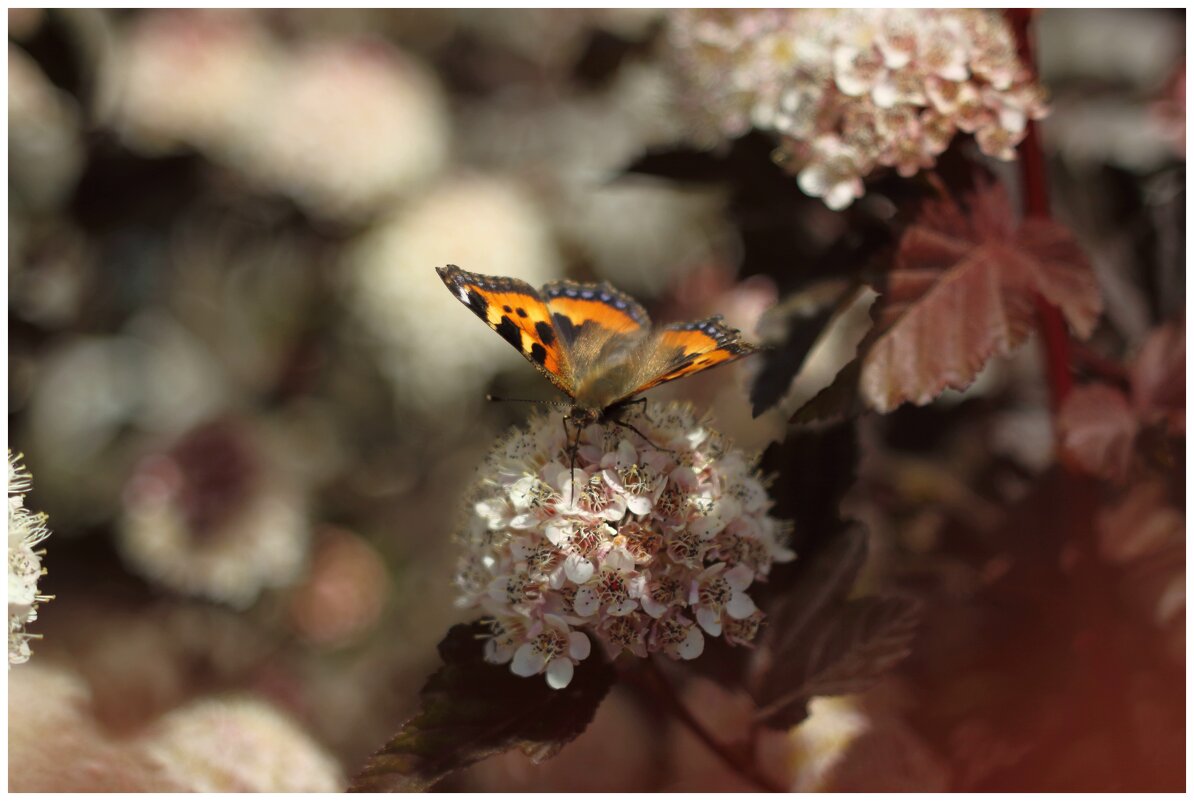 бабочка на пузыреплоднике - Александр Кольцов бабочка на пузыреплоднике - Александр Кольцов