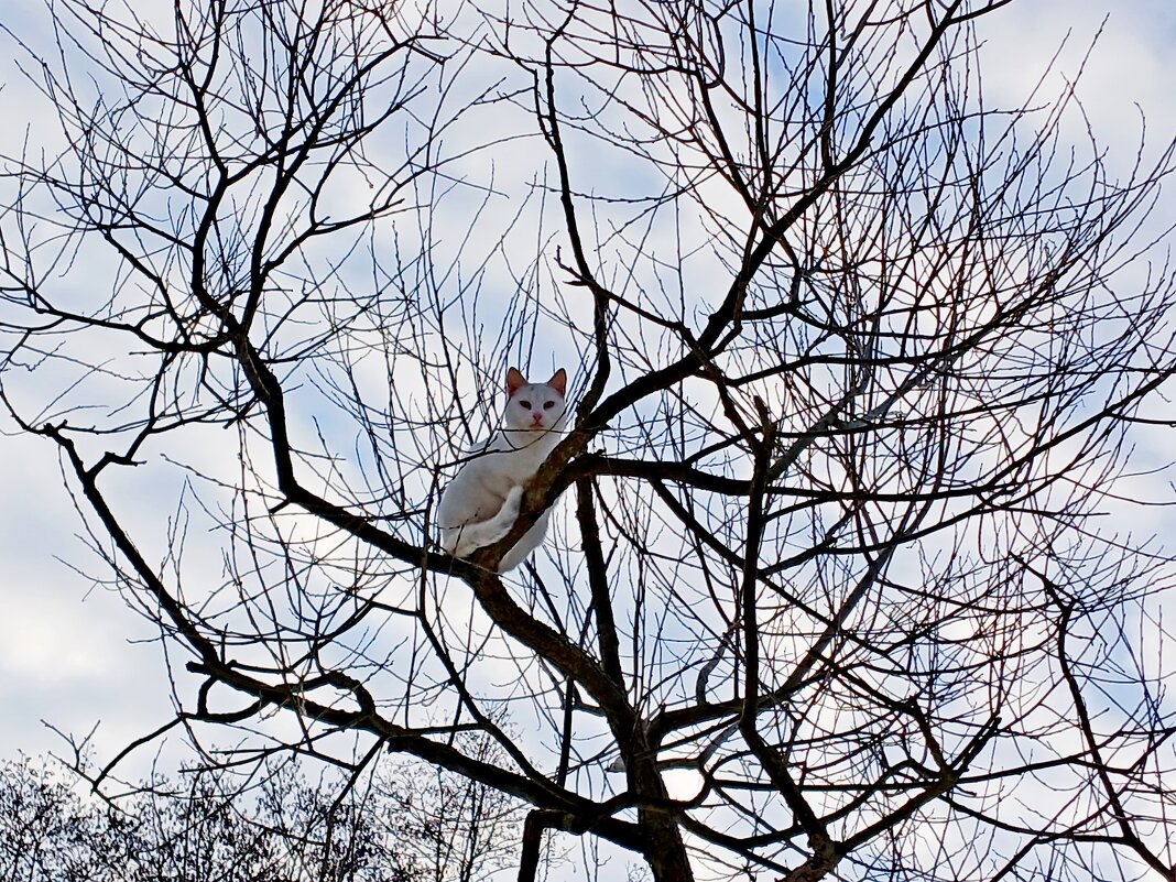 Не всё киске масленица :-) - Лия ☼