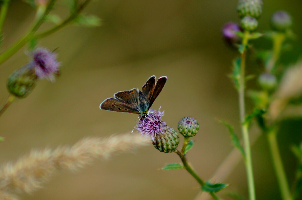 опять про бабочек 394 - Александр Прокудин