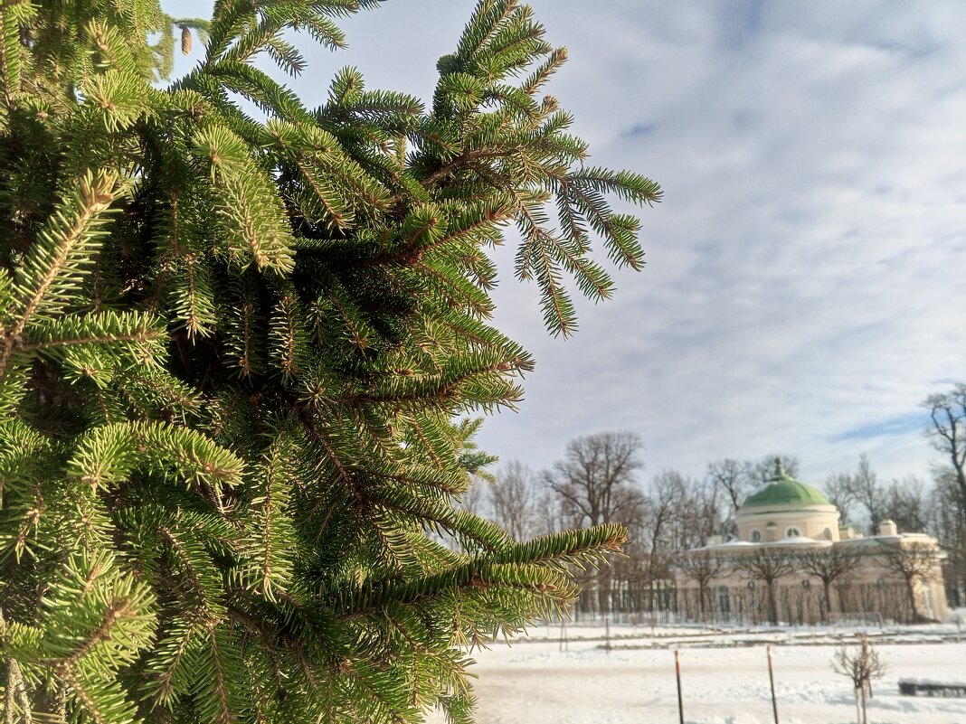 Зима - Сапсан 