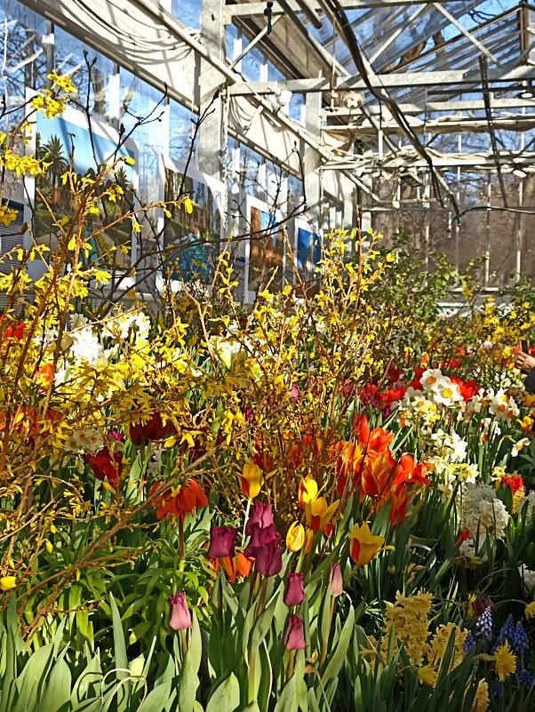 Репетиция весны в Аптекарском огороде. - Pippa Репетиция весны в Аптекарском огороде. - Pippa