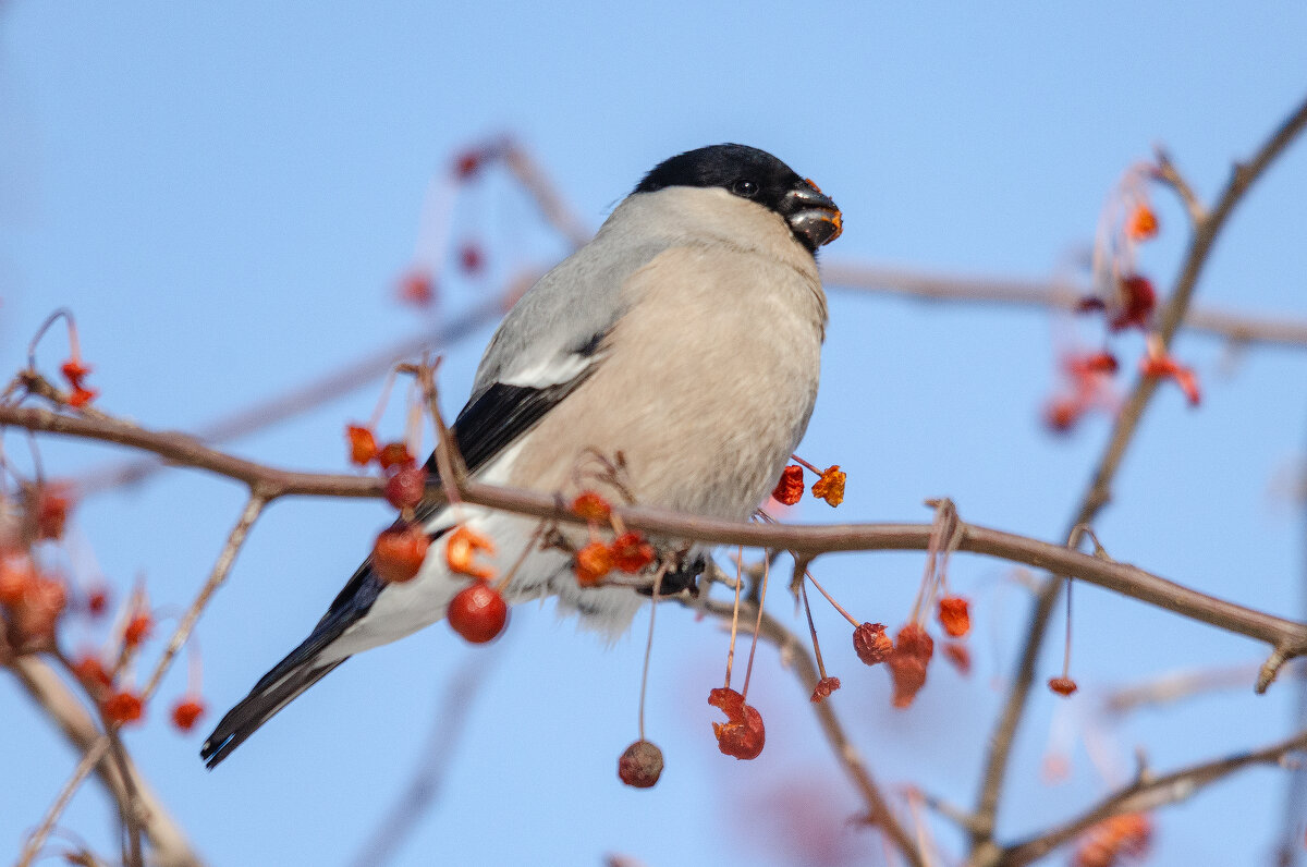 Вкусные яблочки. - Виктор Иванович Чернюк Вкусные яблочки. - Виктор Иванович Чернюк