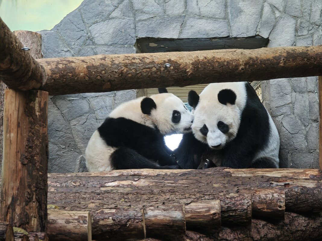 Панды Катюша и Диндин - <<< Наташа >>> Панды Катюша и Диндин - <<< Наташа >>>