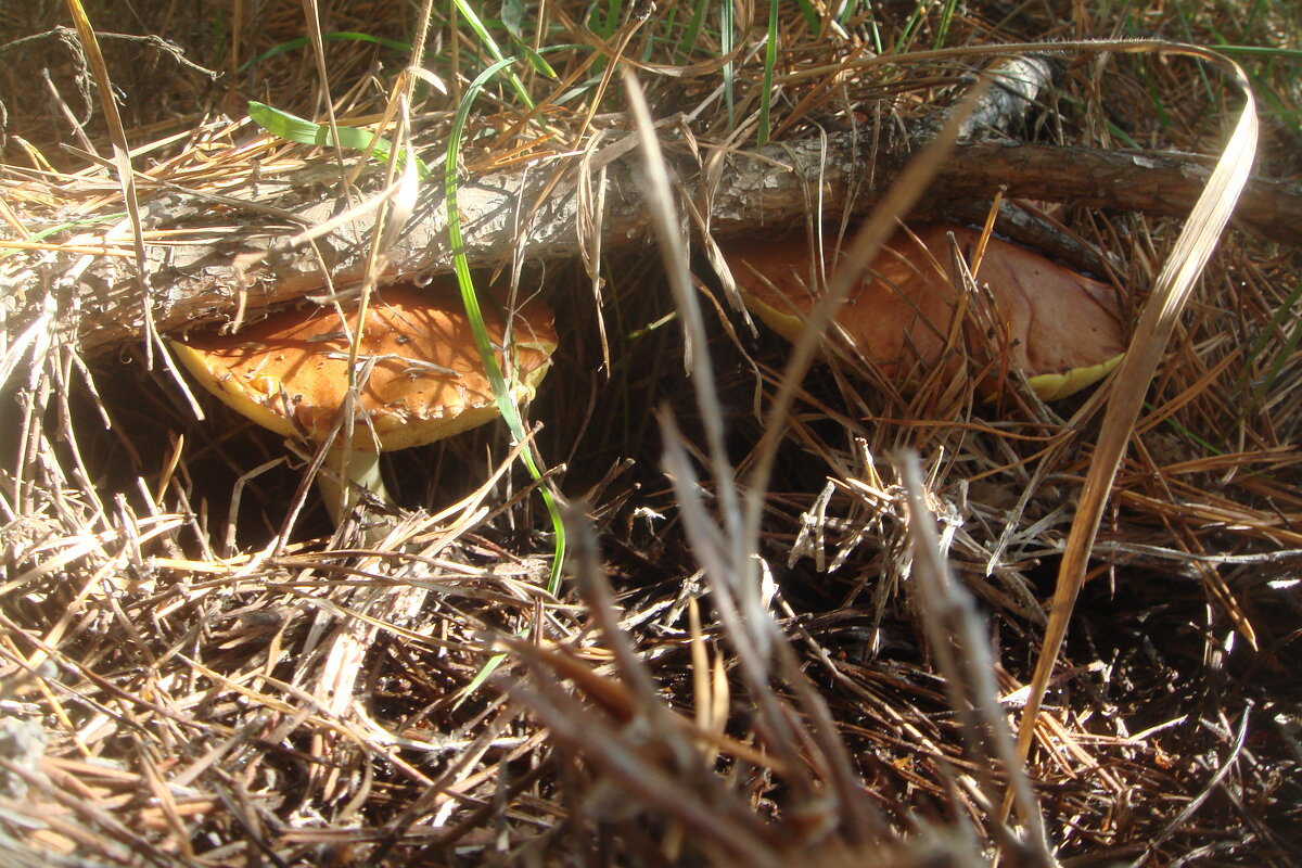 "...под крышей дома своего..." - Olga Oskolkova
