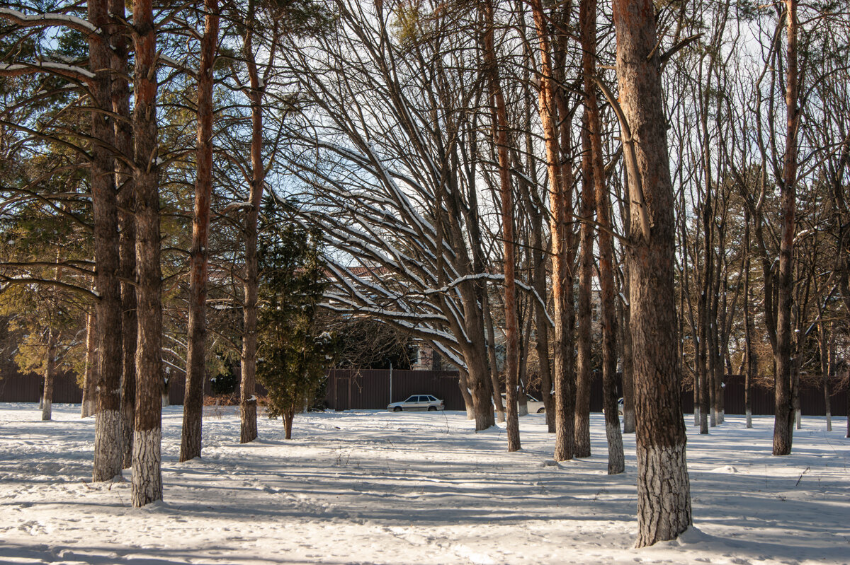 Давно у нас такой зимы не было - Игорь Сикорский Давно у нас такой зимы не было - Игорь Сикорский