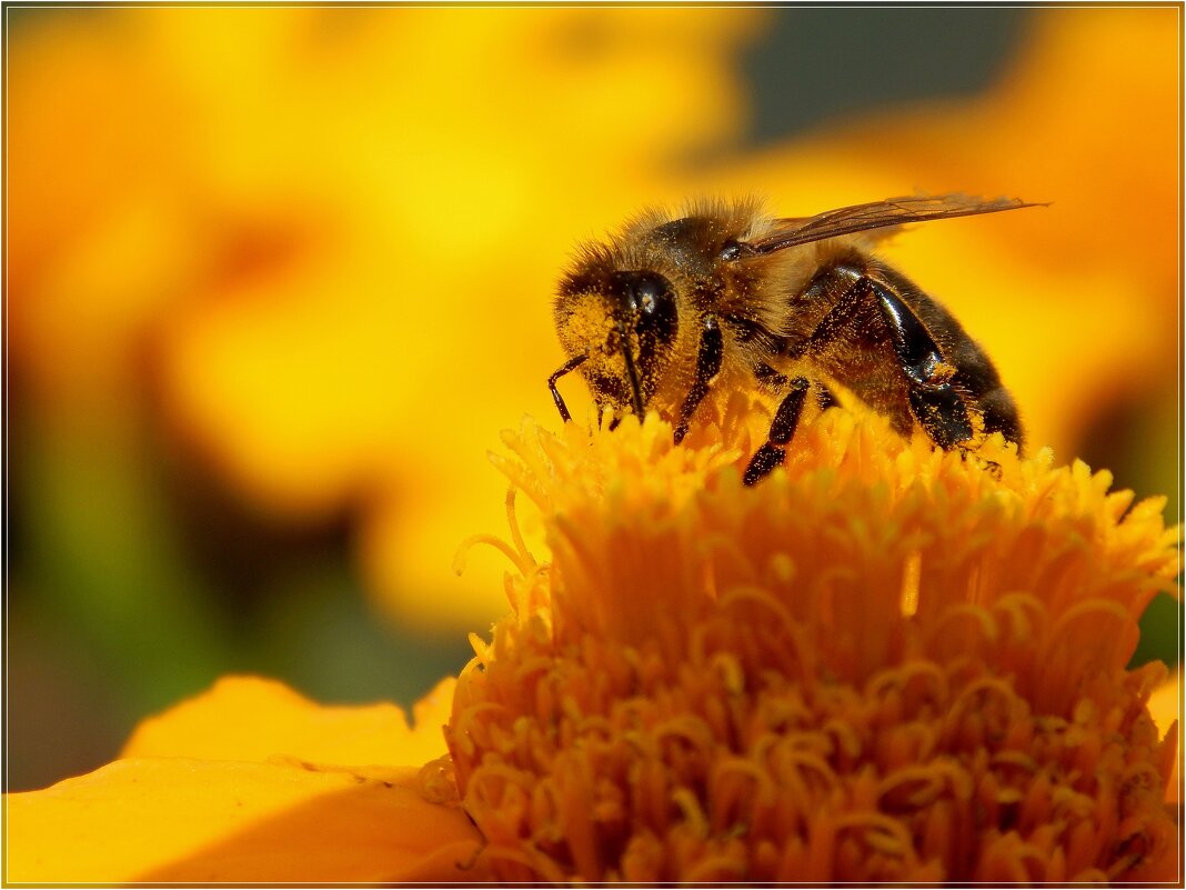 За работой - Сергей Швечков За работой - Сергей Швечков