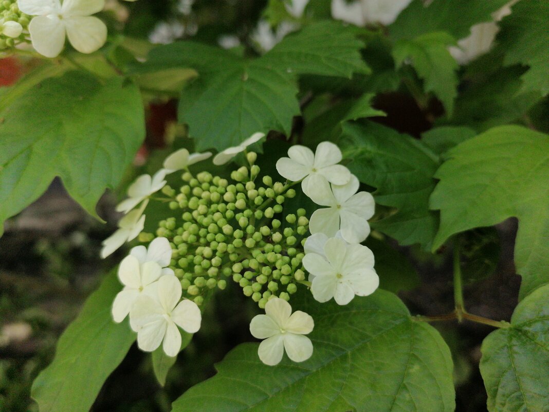 ,,, - Сергей Тимоновский