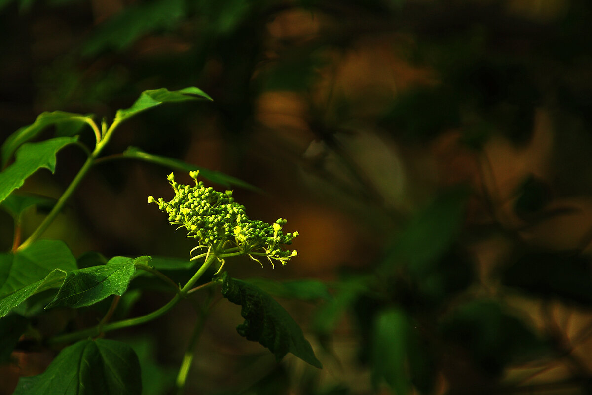 Весна! - Юрий Гайворонскiий