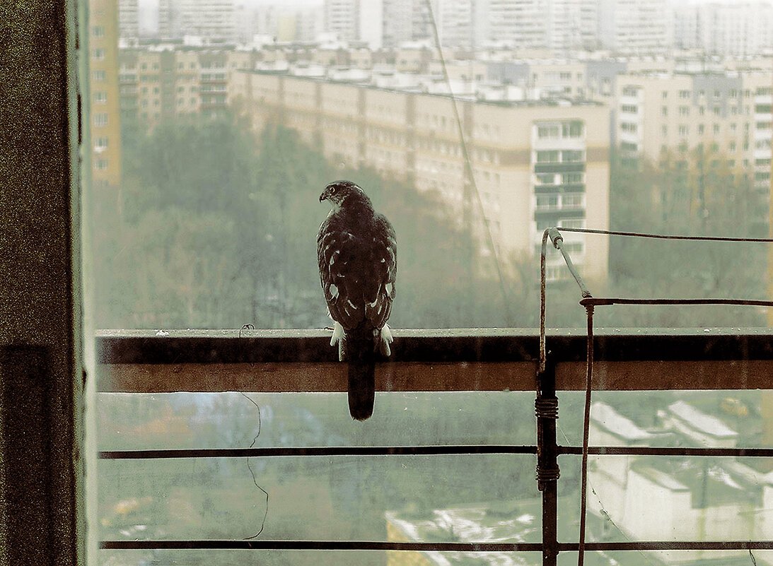 Москва. Ястреб-перепелятник отдыхает на моём балконе. - Игорь Олегович Кравченко Москва. Ястреб-перепелятник отдыхает на моём балконе. - Игорь Олегович Кравченко