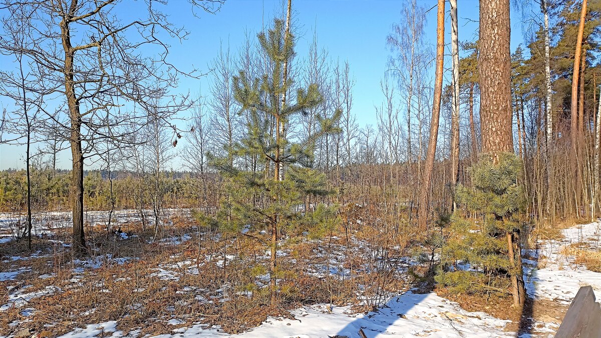 Последние дни зимы - Татьяна Тюменка Последние дни зимы - Татьяна Тюменка