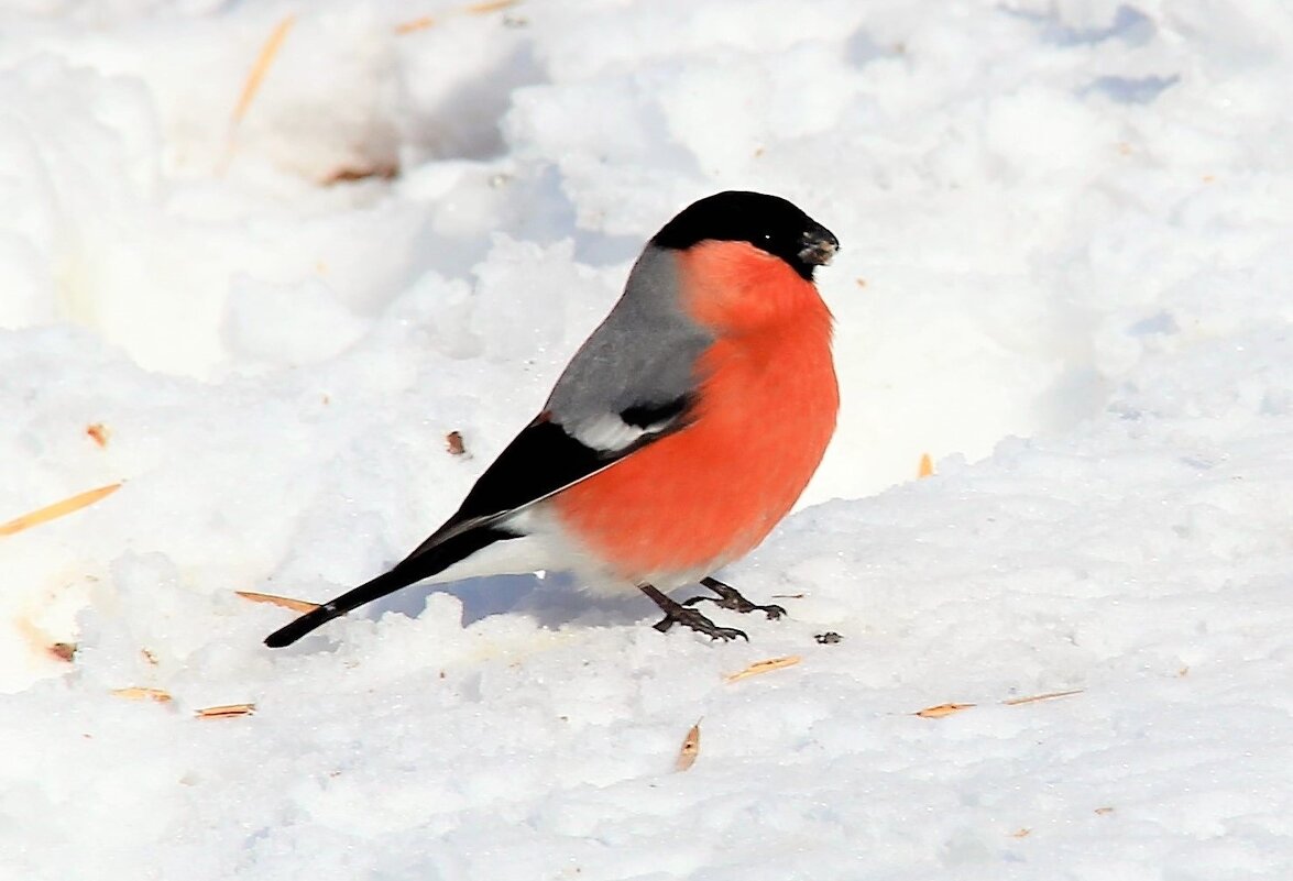 Зима. - Венера Чуйкова
