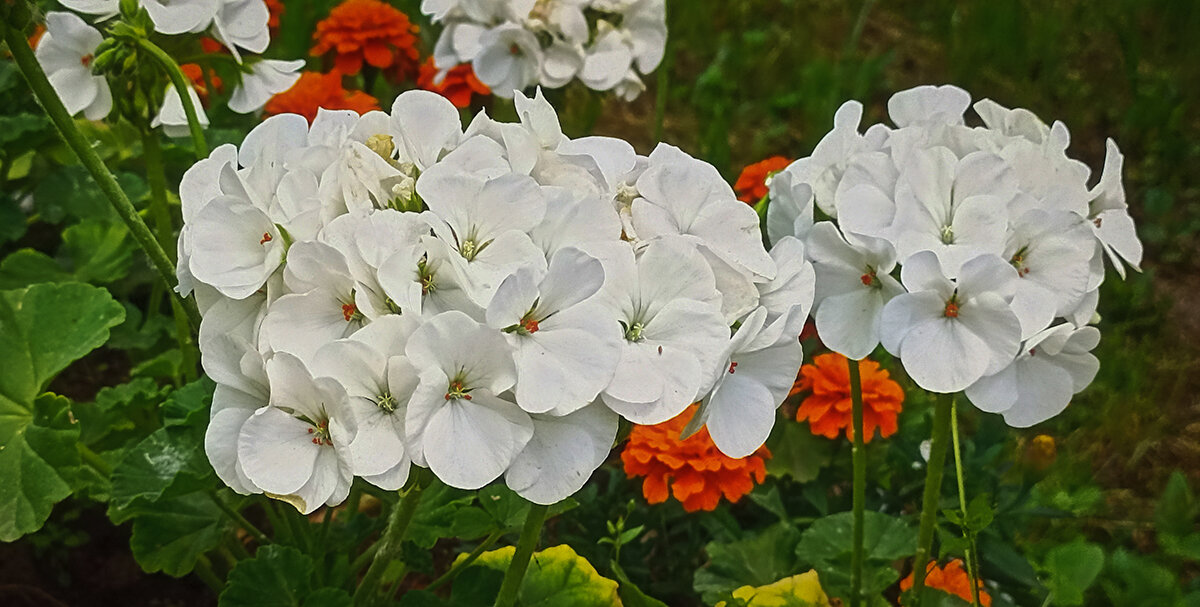 Городские цветы. - Лилия * Городские цветы. - Лилия *