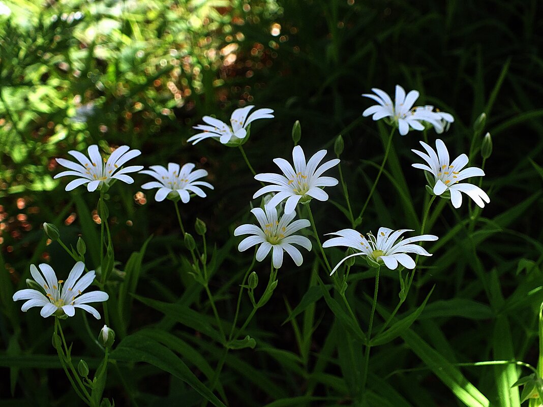 ** - Зоя Мишина ** - Зоя Мишина