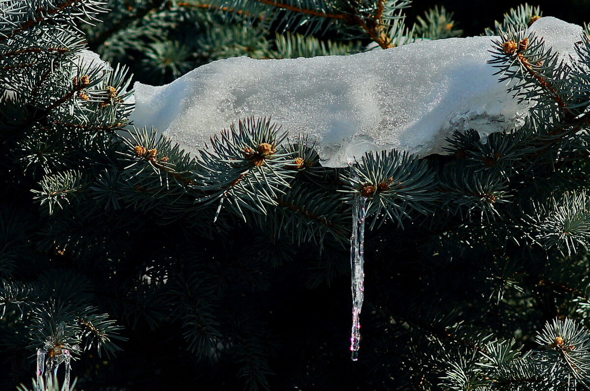 У нас потеплело... - Николай Саржанов У нас потеплело... - Николай Саржанов
